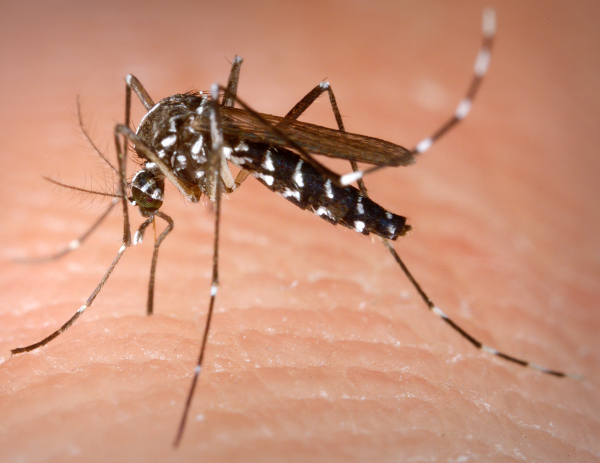 An Aedes albopictus female mosquito feeds on a human blood meal. Photo by James Gathany, Centers for Disease Control and Prevention