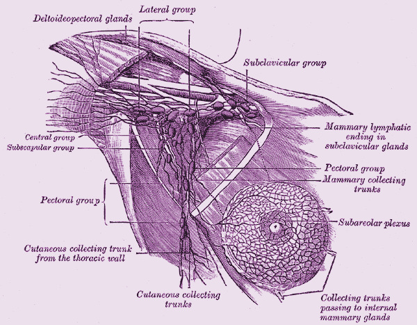 The breast's main drainage system is through the axillary lymph nodes.