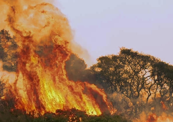 Fires have devastated wildlife and neighborhoods alike in the San Francisco North Bay Area.