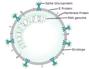 coronavirus structure