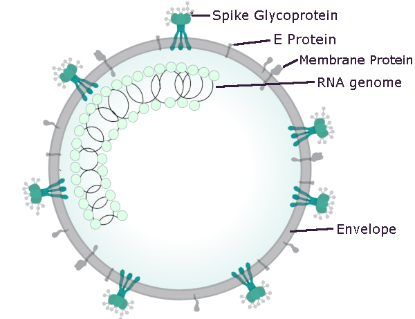 coronavirus structure