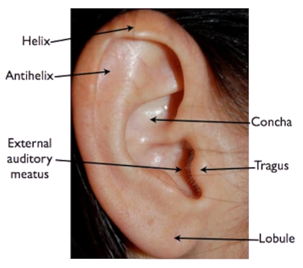 Normal external Ear Anatomy (Pinna)